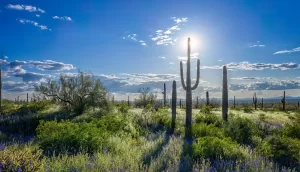 excellence-recovery-drug-rehab-near-me-verrado-buckeye