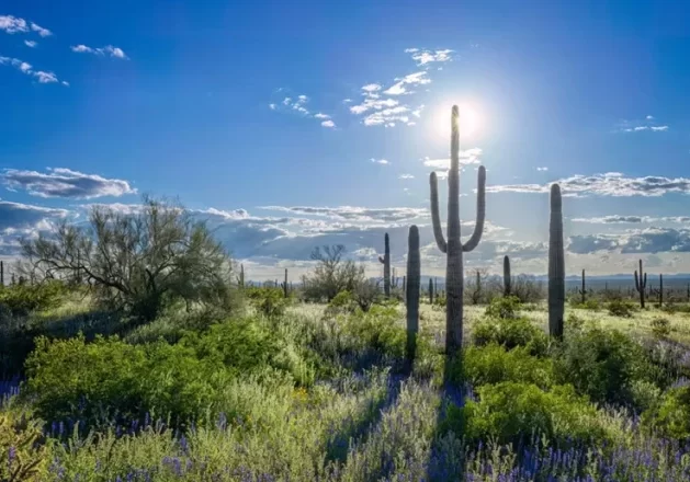 excellence-recovery-drug-rehab-near-me-verrado-buckeye